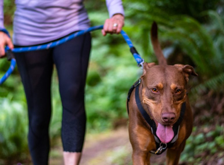 8 Advantages of hiking with your dog